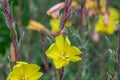 Common Evening Primrose Oenothera stricta with some yellow flowers Royalty Free Stock Photo